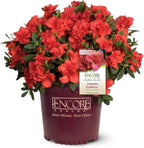 Encore Azalea Autumn Embers (3 Gallon) Red - Orange Flowering Shrub - Full Sun Live Outdoor Plant
