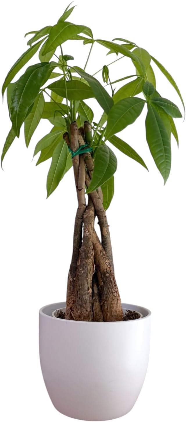 Money Tree Live Plant | 14-22 Inches Tall Bonsai | Easy to Grow Indoor Houseplant | Home, Office, or Room Decor | Birthday, Housewarming Gift (White)