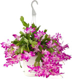 American Plant Exchange Christmas Cactus Plant, Live Flowering Indoor Houseplant, 8-Inch Pot, Hanging Basket, Easy to Care, Pet Safe, Assorted Colors Growers Choice