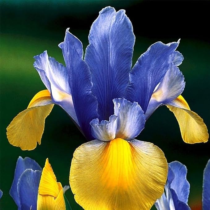 35 Mixed Color Rare Heirloom Iris Seeds - Stunning Colors for Your Garden - Uncommon Varieties