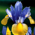 35 Mixed Color Rare Heirloom Iris Seeds - Stunning Colors for Your Garden - Uncommon Varieties