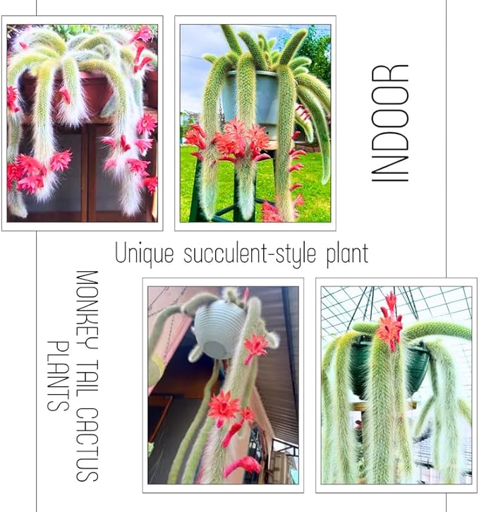 Trailing Monkey Tail Cactus Live Plant, Rare Hanging Cactus Succulent, 5-8 Inch Tall Well-Rooted Bareroot