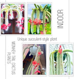 Trailing Monkey Tail Cactus Live Plant, Rare Hanging Cactus Succulent, 5-8 Inch Tall Well-Rooted Bareroot