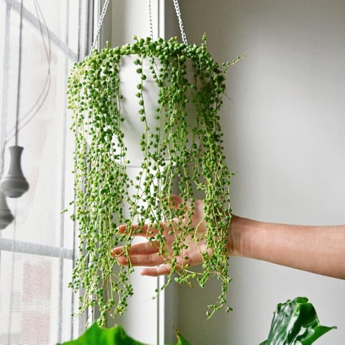 String of Pearls Plant Live, Rare Succulent Trailing Vine in Pot, Indoor Houseplant