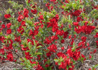 Proven Winners - Chaenomeles Double Take Scarlet (Quince) Shrub, scarlet/ thornless, #2 - Size Container