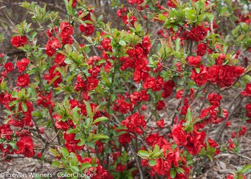 Proven Winners - Chaenomeles Double Take Scarlet (Quince) Shrub, scarlet/ thornless, #2 - Size Container