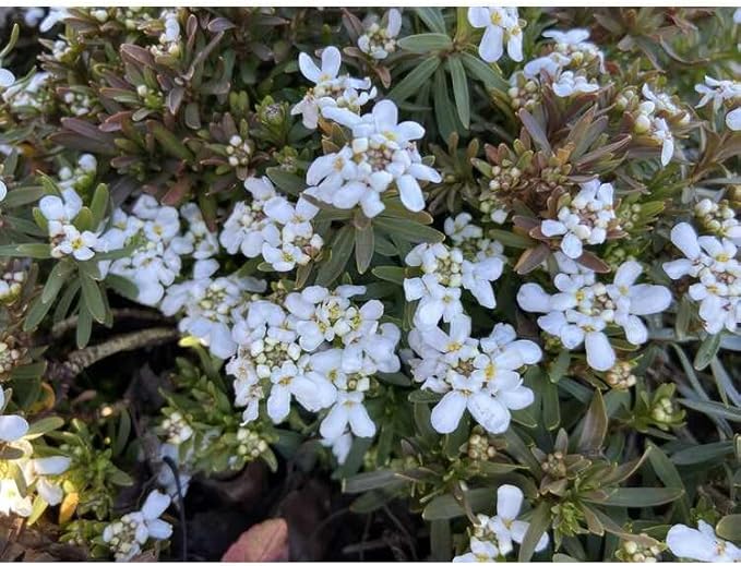 RedCrocus White Out Candytuft | Evergreen Perennial for Borders, Rock Gardens & Containers | Drought Tolerant, Non-Toxic & Pet Safe | Spring Bloom | Full Sun 1 Gallon (Pack of 2)