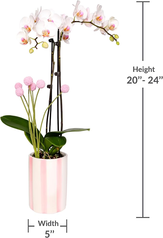 Green Circle Growers 5" White with Pink Orchid with Mom Pick and Billy Balls, Living Indoor Plants, House Plant
