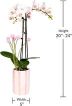 Green Circle Growers 5" White with Pink Orchid with Mom Pick and Billy Balls, Living Indoor Plants, House Plant