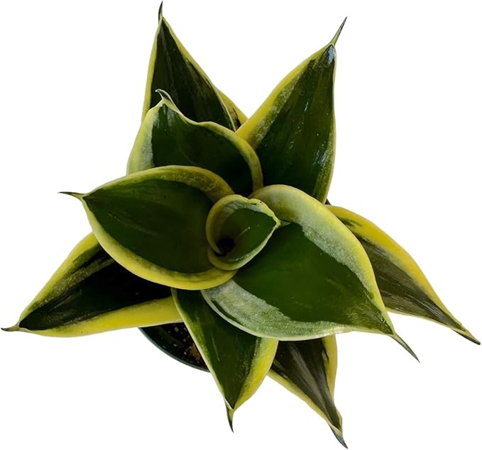 Live Plant, Snake Plant, Indoor Plant, Sansevieria, Air Purifying, Easy Care, 4 inch Pot by Hopewind Plants Shop (Black Star (Black Gold))