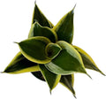 Live Plant, Snake Plant, Indoor Plant, Sansevieria, Air Purifying, Easy Care, 4 inch Pot by Hopewind Plants Shop (Black Star (Black Gold))
