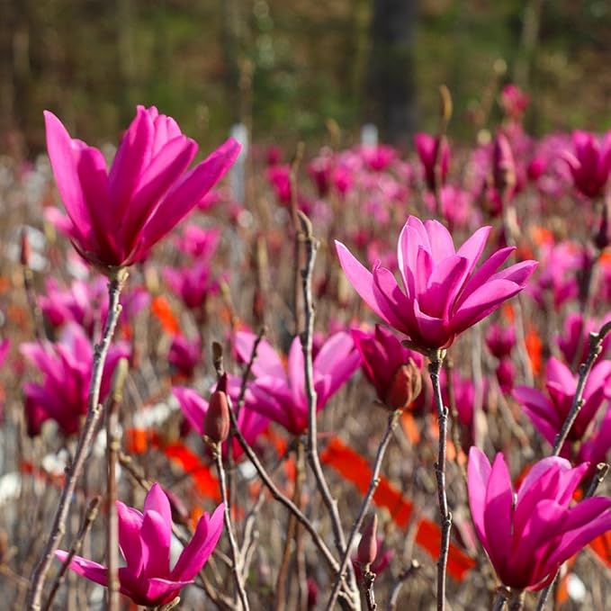 Brighter Blooms - Jane Magnolia Tree, 2-3 ft. - No Shipping to AK, AZ, HI, OR