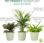 Thorsen's Greenhouse Live Pet Safe Houseplants (3 Pack), Easy to Grow, Pet Friendly & Non-Toxic, Grower's Choice Bundle, 4-inch Diameter Established Plants, Sage Ruffled Pot (3-Pack)
