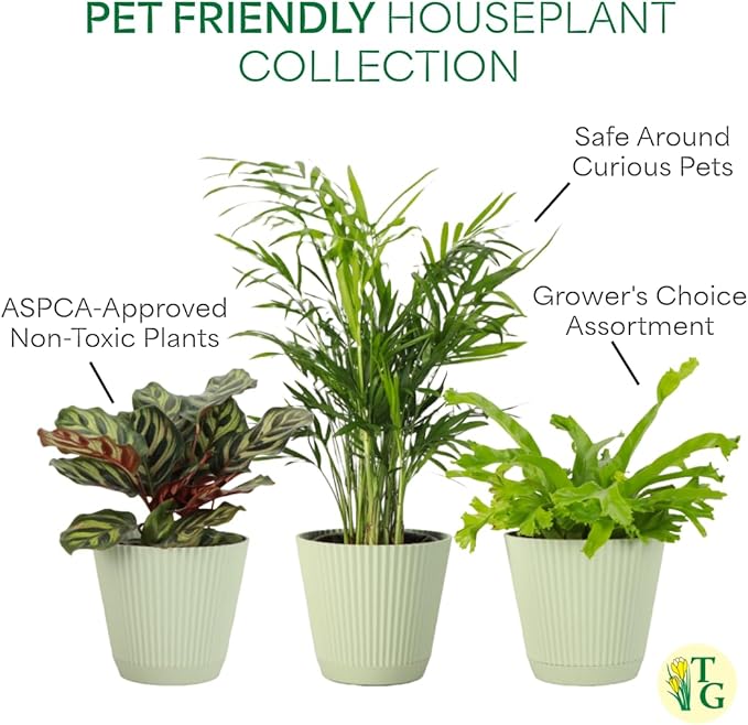 Thorsen's Greenhouse Live Pet Safe Houseplants (3 Pack), Easy to Grow, Pet Friendly & Non-Toxic, Grower's Choice Bundle, 4-inch Diameter Established Plants, Sage Ruffled Pot (3-Pack)