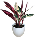 Live Plant Stromanthe Triostar, Pet-Friendly, Tricolor Prayer Plant, 12-16" Tall, Indoor Plant, Easy to Care, Rare Plant, 4.7 inch Decorative Pot (White, 4.7 inch Pot)