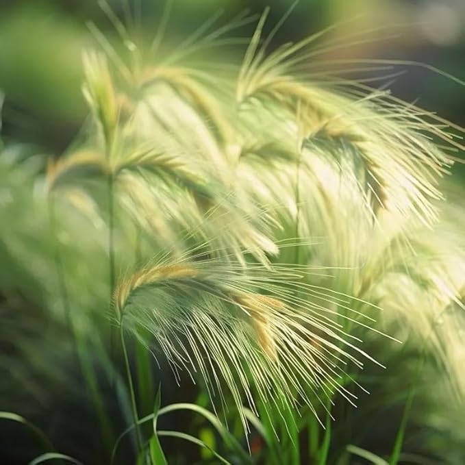 50 Squirrel Tail Grass Seeds Ornamental Grass for Planting Outdoors Hardy Perennial for Landscaping, Rock Gardens and Natural Borders