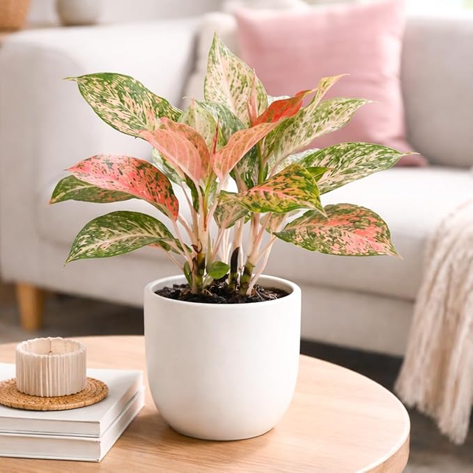 Chinese Evergreen 'Lady Valentine' (4 inch) - Air-Purifying Houseplants - 4/6 inch Unique Live Decorative Houseplants - Low-Maintenance Indoor Plants, House Warming Gift, Natural Air Purifier