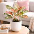 Chinese Evergreen 'Lady Valentine' (6 inch) - Air-Purifying Houseplants - 4/6 inch Unique Live Decorative Houseplants - Low-Maintenance Indoor Plants, House Warming Gift, Natural Air Purifier
