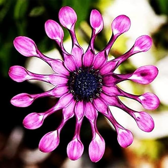 145+ Rare Perennial African Rare Daisy Flower Seeds for Planting Outdoor-Non-GMO Heirloom Garden Decoration
