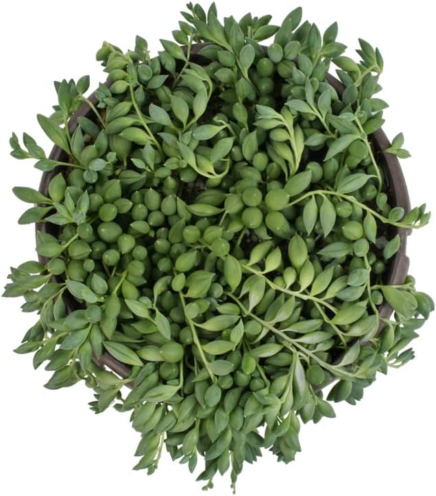 Raindrops Succulents Plants Live in Hanging Planter, Succulent Plant Basket Indoor Plants, Live Succulents Plants, Hanging Plants Succulents Live Trailing Succulent Plants Live by Plants for Pets