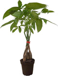 Money Tree Live Indoor Plant | 14-22 Inches Tall Bonsai | Easy to Grow Houseplant | Home, Office, or Room Decor | Birthday, Housewarming Gift in 4 Inch Pot