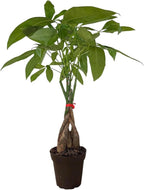 Money Tree Live Indoor Plant | 14-22 Inches Tall Bonsai | Easy to Grow Houseplant | Home, Office, or Room Decor | Birthday, Housewarming Gift in 4 Inch Pot