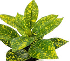 7.5in Plant in Pot, Spotted Laurel Plant, Green and Yellow Color.