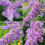 300 PCS Butterfly Bush Seeds (Buddleja) – Perennial Flower Shrub Seeds Fragrant Blooms for Outdoor Garden Planting