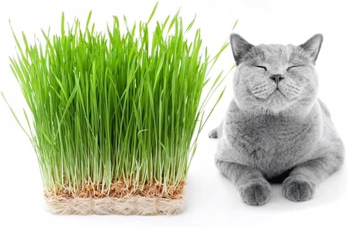 Seeds Cat Grass Complex Vitamin Non GMO Heirloom 600 Seeds