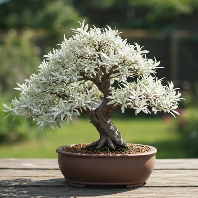 Live Dwarf White Willow Bonsai Tree - Stunning Silvery-Green Leaves - Fast Growing, Indoor/Outdoor Bonsai Material - Easy-to-Root & Bloom - Unique Zero Waste Living Gift for Plant Lovers