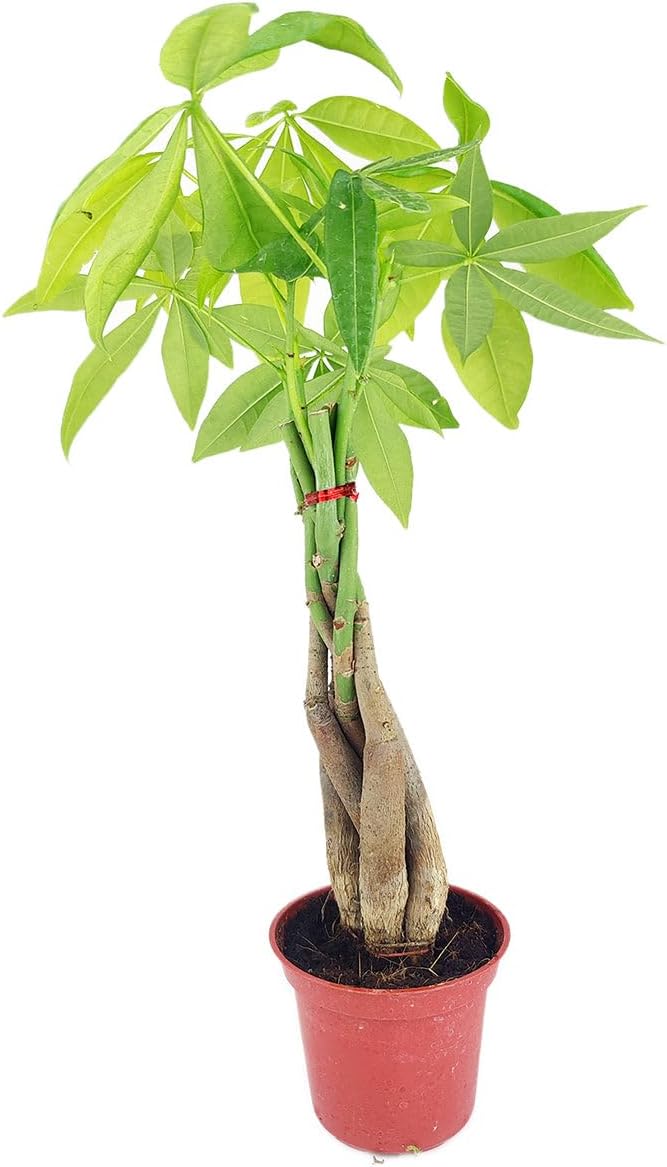 Braided Pachira Stump Money Tree (4" Grower Pot) - Low Light and Healthy Houseplant - Easy to Care Indoor Plants - Live Healthy Houseplant for Home Office Decoration