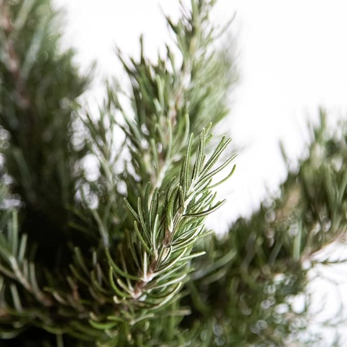 Chef's Choice Rosemary (2 Gallon) Fragrant Lavender - Evergreen Edible Shrub - Live Plant for Cooking & Grilling - Southern Living Plant Collection - Rosemarinus officinalis