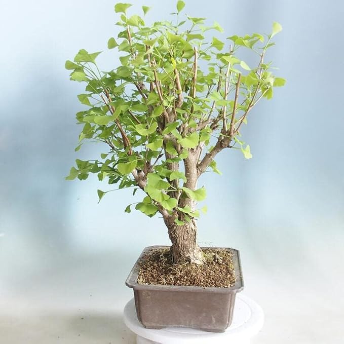 Poplar Tree Bonsai Cutting to Grow - Thick Bonsai Material