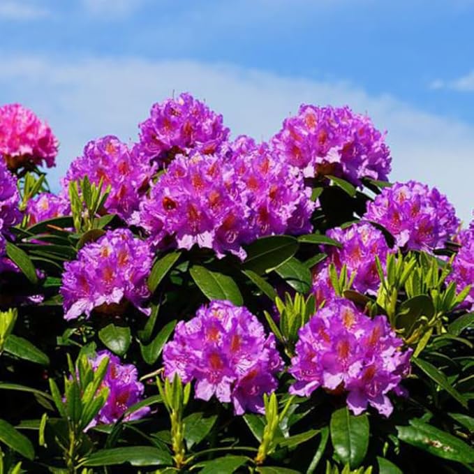 Purple Azalea Plant Live, 7 Months Old Rhododendron Like, Azalea Rhododendron Tree Flowers Plants Live Bush in Pot