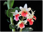 3 Large + 3 Small Diffferent Dendrobiums Live Orchids Plants