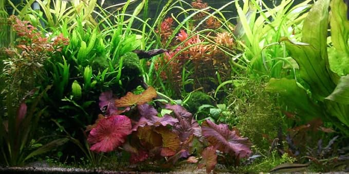Tiger Lotus Bulb Red (Nymphaea Lotus) Live Aquatic Plant