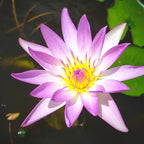 Mainam Purple Nymphaea Purple Joy Live Aquarium Plant Tropical Water Lilies Tuber for Freshwater Fish Pond Balcony