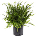 American Plant Exchange Kimberly Queen Fern – 10-Inch Pot – Live Air Purifying Upright Fern, Easy Care Houseplant for Indoor Planters, Outdoor Baskets, or Patio Decor