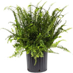 American Plant Exchange Kimberly Queen Fern – 10-Inch Pot – Live Air Purifying Upright Fern, Easy Care Houseplant for Indoor Planters, Outdoor Baskets, or Patio Decor