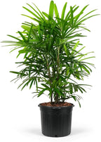 Lady Palm, Rhapis Excelsa - Live Plant, Air Purifying Indoor Houseplant, Low Maintenance Tropical Plant for Home, Office, and Garden Decor (2gal Pot; 35-42in)