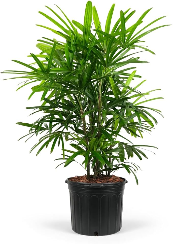 Lady Palm, Rhapis Excelsa - Live Plant, Air Purifying Indoor Houseplant, Low Maintenance Tropical Plant for Home, Office, and Garden Decor (2gal Pot; 35-42in)