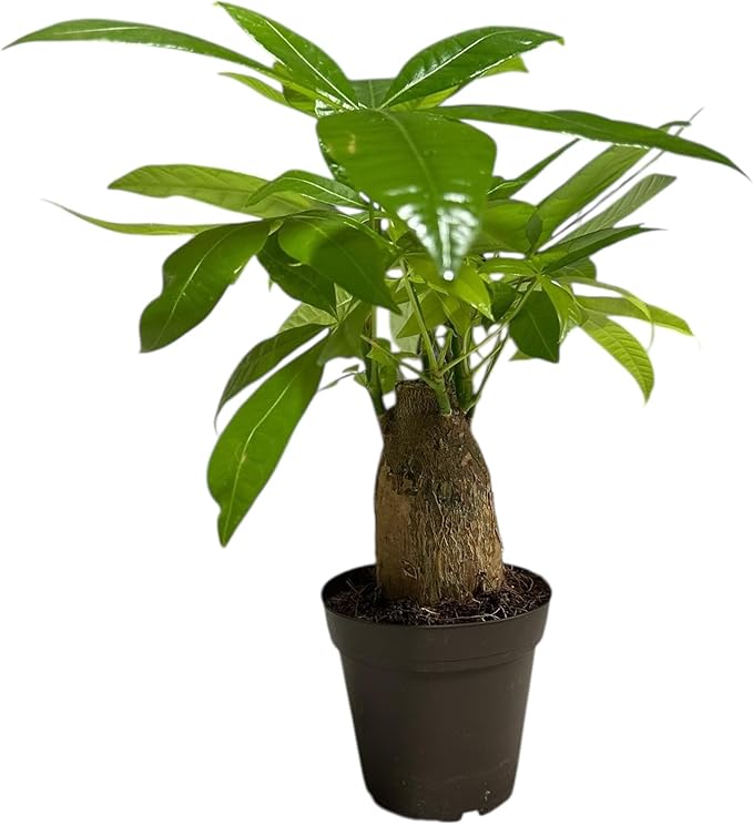 Money Tree Stump Live Plant, 12-14 inch Tall, Easy to Grow Live Indoor Bonsai Tree, Pachira aquatica