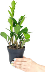 ZZ Plant (6" Grower Pot) - Low Light and Healthy Houseplant - Easy to Care, Easy to Grow Plants for Beginners - Live Healthy Houseplant for Home Office Decoration - Air-Purifying Indoor Plant
