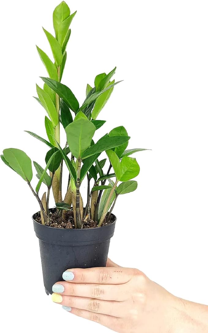 ZZ Plant (6" Grower Pot) - Low Light and Healthy Houseplant - Easy to Care, Easy to Grow Plants for Beginners - Live Healthy Houseplant for Home Office Decoration - Air-Purifying Indoor Plant