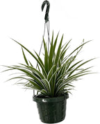 Live Variegated Ocean Spider Plant in Basket - Chlorophytum Comosum Plant for Home, Garden & Office Decor - Easy to Grow Air Purifying Houseplant Striped Foliage - Easy to Care (1)