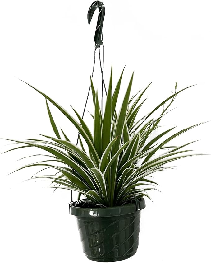 Live Variegated Ocean Spider Plant in Basket - Chlorophytum Comosum Plant for Home, Garden & Office Decor - Easy to Grow Air Purifying Houseplant Striped Foliage - Easy to Care (1)