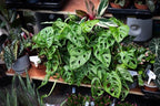Gardenera Premium Swiss Cheese Plant Potting Mix - Monstera Deliciosa Blend for Optimal Nutrients and Drainage for Healthy Growth - 1 Quart