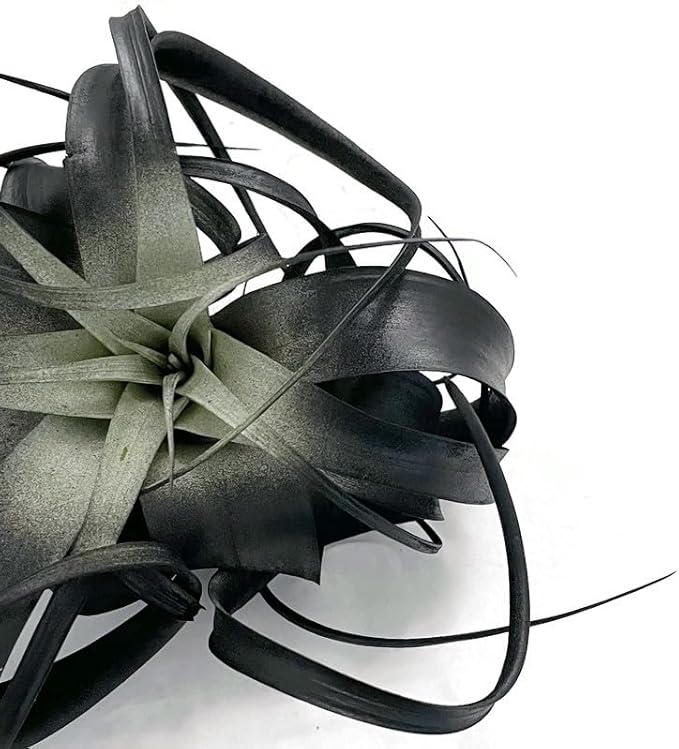 XL Xerographica Colored Air Plant, Live Tillandsia House Plant, Easy Care Indoor Outdoor, Great Gift, Healthy Arrival Guaranteed (Black)