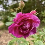 Purple White Stripe Climbing Rose Live Plant, Can Grow As Rose Bushes Shrubs, Fragrant Ready to Plant, Starter Size, 5 to 10 Inc Tall, Dormant in Winter