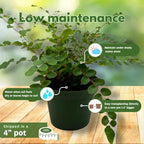 BubbleBlooms Button Fern in a 4 inch Pot Pellaea rotundifolia